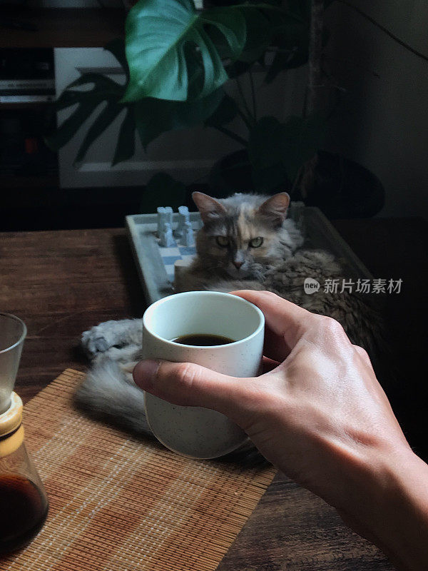 POV——和一只猫喝咖啡