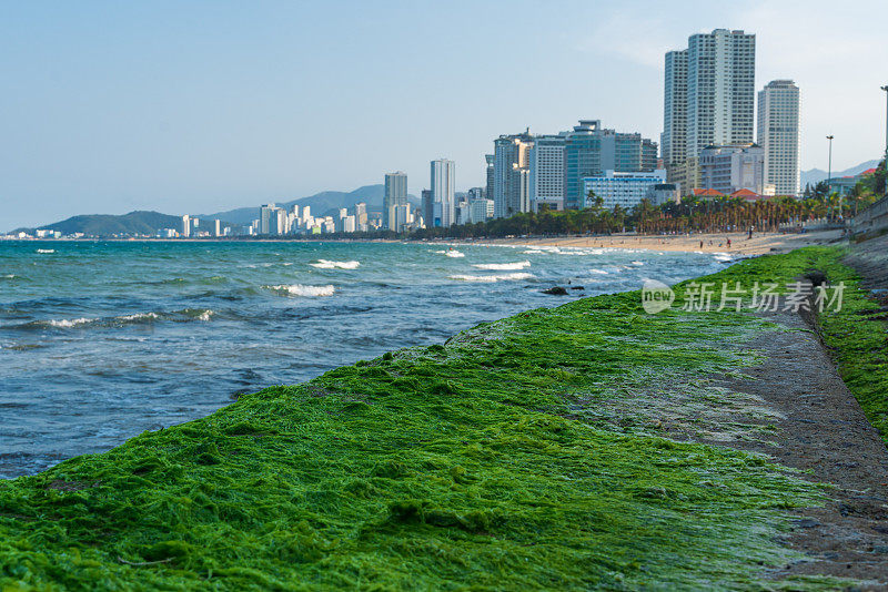 芽庄海滩防波堤上的藻类苔藓