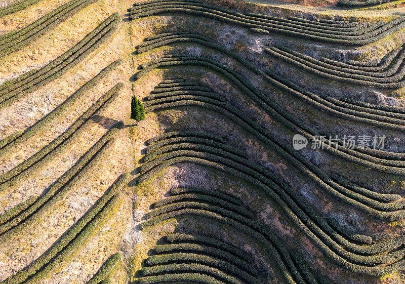 茶园梯田的鸟瞰图