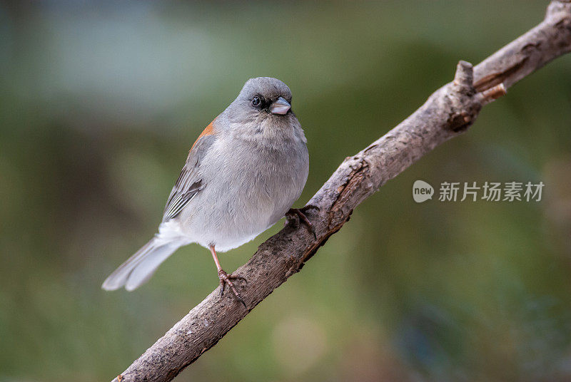 黑眼Junco