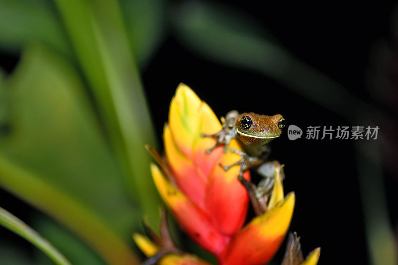 夜晚，叶脉树蛙在一株海螺上