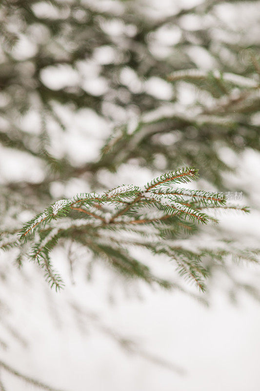 2022年12月，俄亥俄州奇利科特的雪天里，奇形怪状的雪树