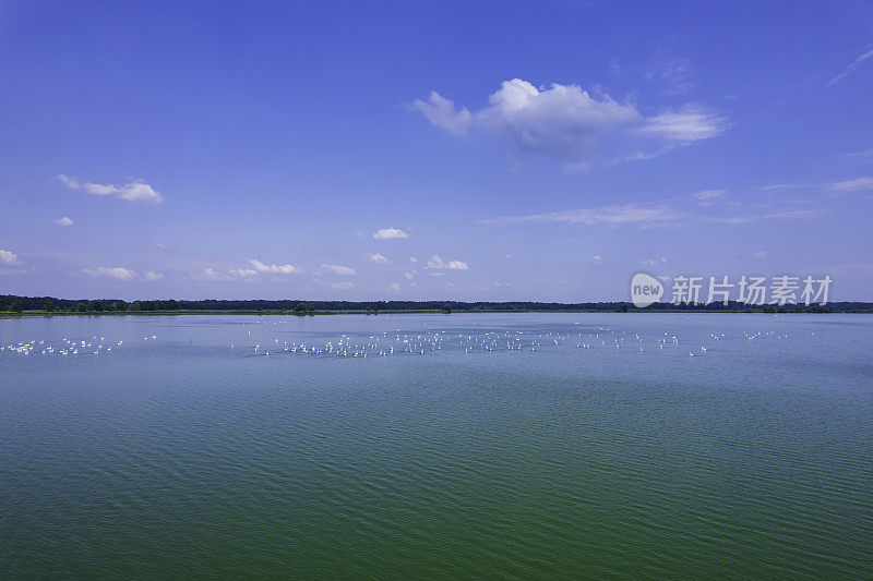 美丽的湖面上有白天鹅的风景(空中)