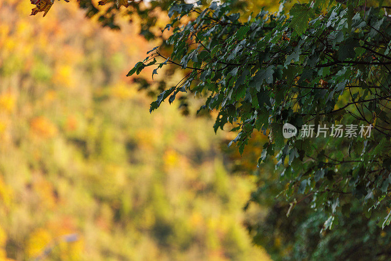 在秋天的季节，秋天的树叶在阿巴拉契亚山脉在波科诺斯，宾夕法尼亚州。