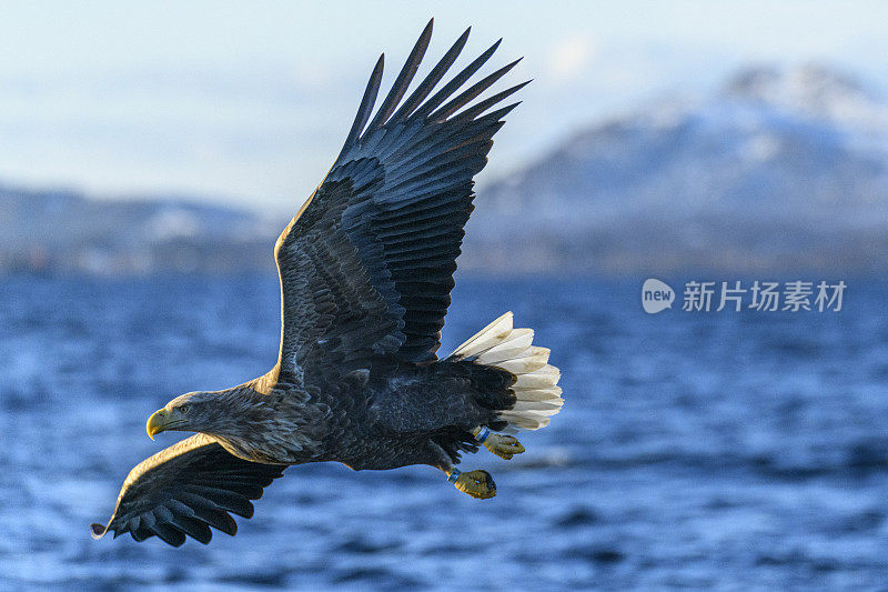 白尾鹰或海鹰在挪威北部的天空中狩猎