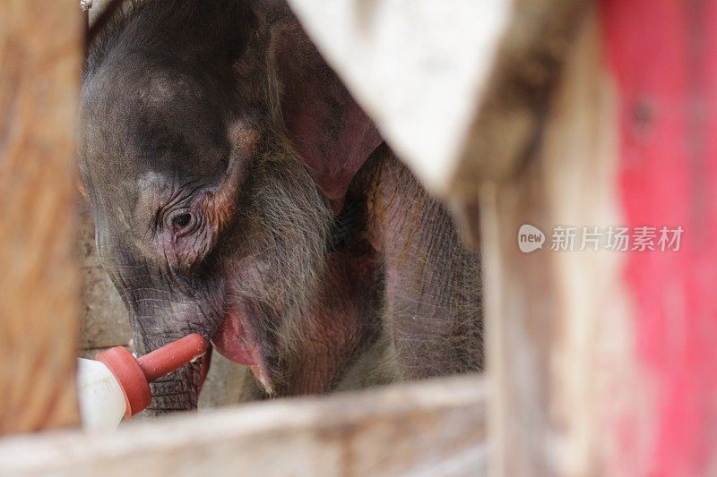 苏门答腊象幼仔