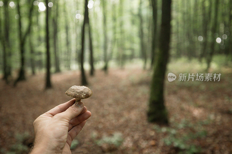 在森林里用手拿着新鲜的可食用蘑菇