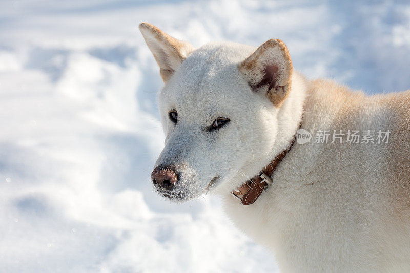 雪中的柴犬