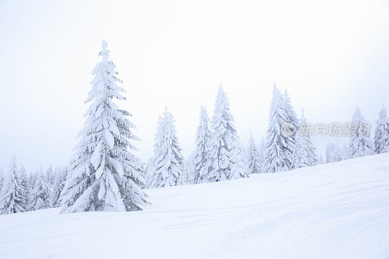 冬天的风景。圣诞节的仙境。神奇的森林。松林覆盖着粉雪完美的雪道外深雪滑雪。高山景观意大利阿尔卑斯山滑雪场。滑雪胜地意大利，欧洲。