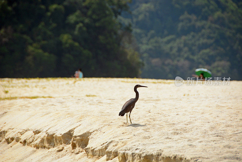 Egretta神圣