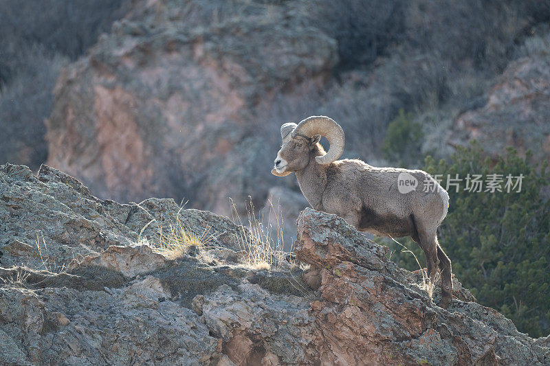 北美洲美国科罗拉多斯普林斯，大角公羊在众神花园的一块露头岩石上攀爬