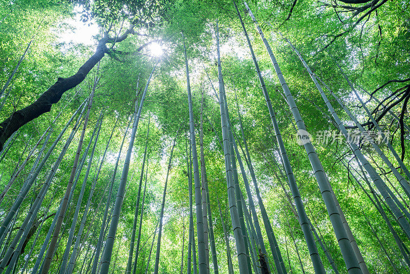 京都竹林的低角度