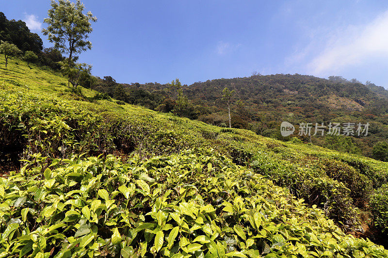 春日茶园风景秀丽