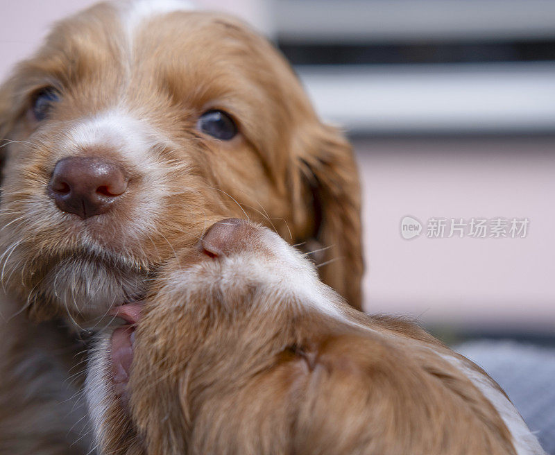 两只可卡犬小狗