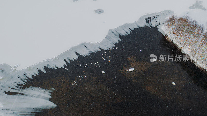 挪威冰湖上天鹅鸟的鸟瞰图