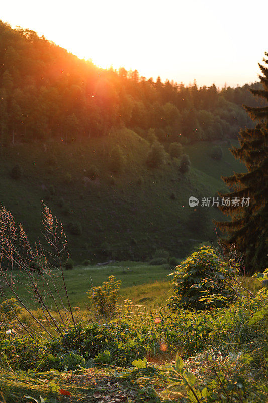 日落的观点在山上的德国森林森林
