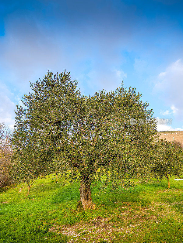 在意大利中部翁布里亚山区，典型的地中海橄榄树枝繁叶茂
