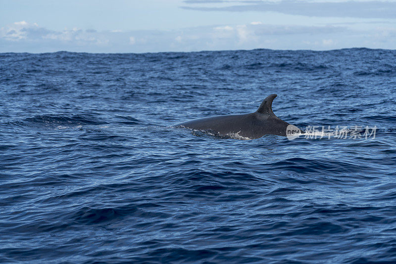 在亚速尔群岛看鲸，领航鲸
