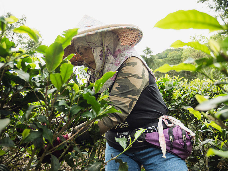 农民们正在采摘茶叶