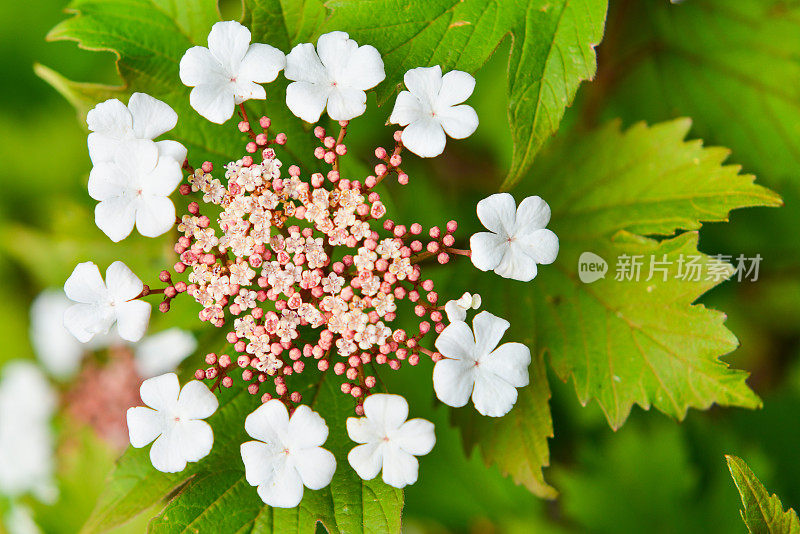 绣球花Macrophylla