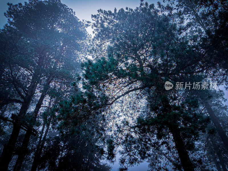 背景是笼罩在薄雾中的树木