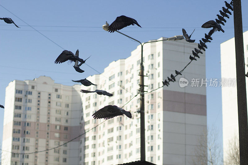 城市里的鸽子。鸟儿在建筑物的背景下飞翔。电线上的鸽子。