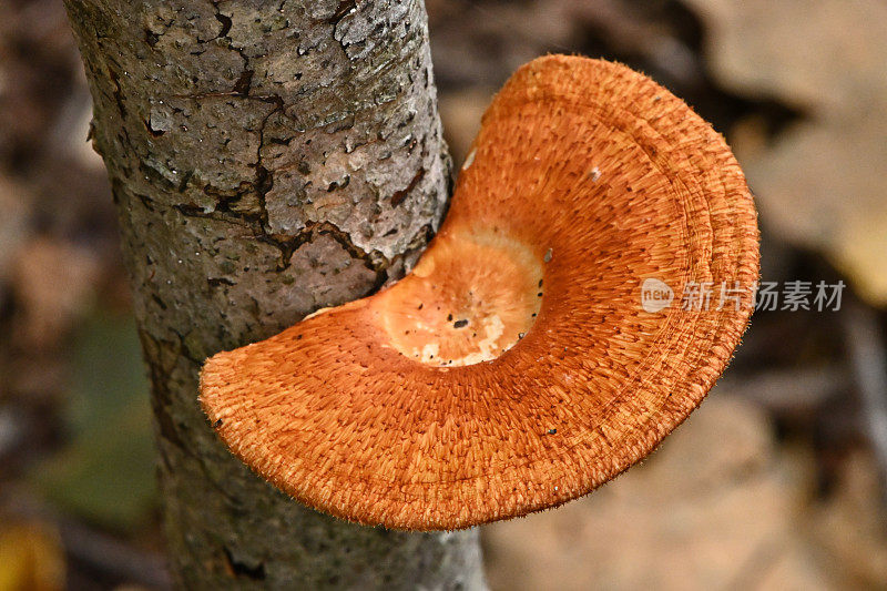 山毛榉树上的支架菌(一种蘑菇)，俯视图2