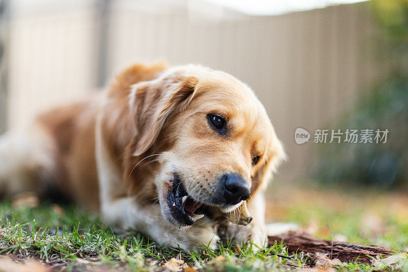 在温暖的午后阳光下，金毛猎犬拿着棍子的肖像。