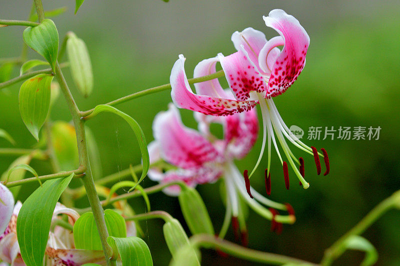 日本百合:精致的百合，有芳香的垂花