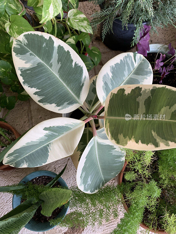 杂色橡胶植物'Variegata'弹性榕树生长在南佛罗里达州的户外，周围是热带植物