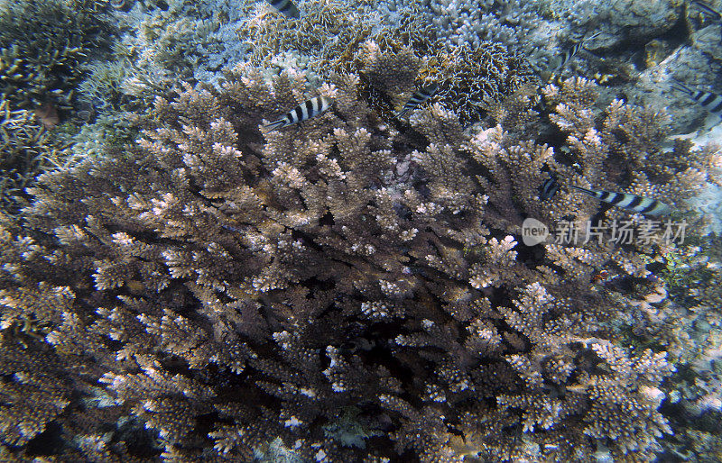 水下珊瑚景观，延布巴岛，拉贾安帕特，西南巴布亚，印度尼西亚
