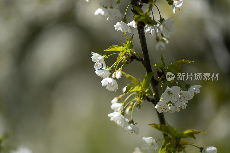 苹果树枝上开着白色的花果