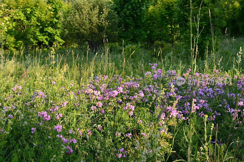 在日落拷贝空间的草地上盛开着紫色的花朵