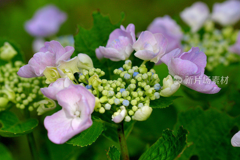 圆锥绣球花:多茎，木质，落叶灌木，有明亮的花