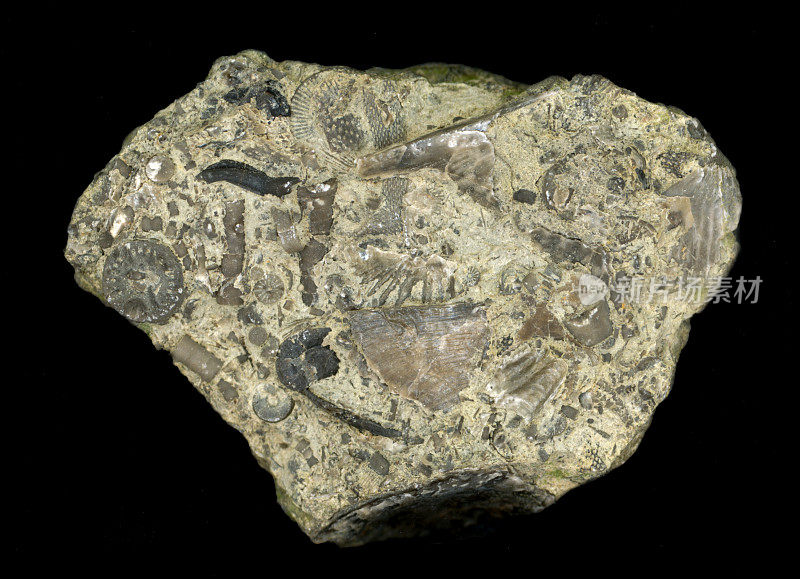 砂质基质中泥盆纪微化石