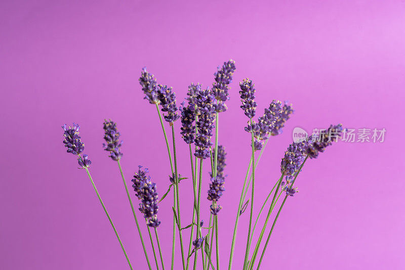 淡紫色背景上的薰衣草花朵