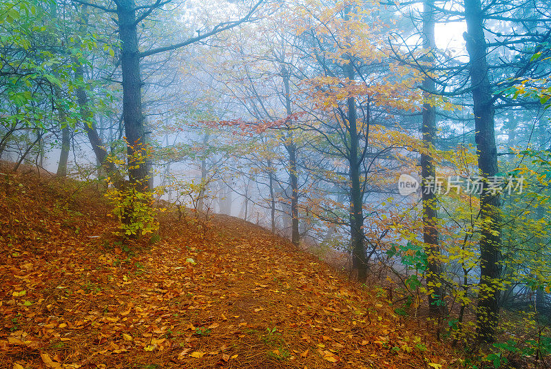 秋天的森林里弥漫着薄雾