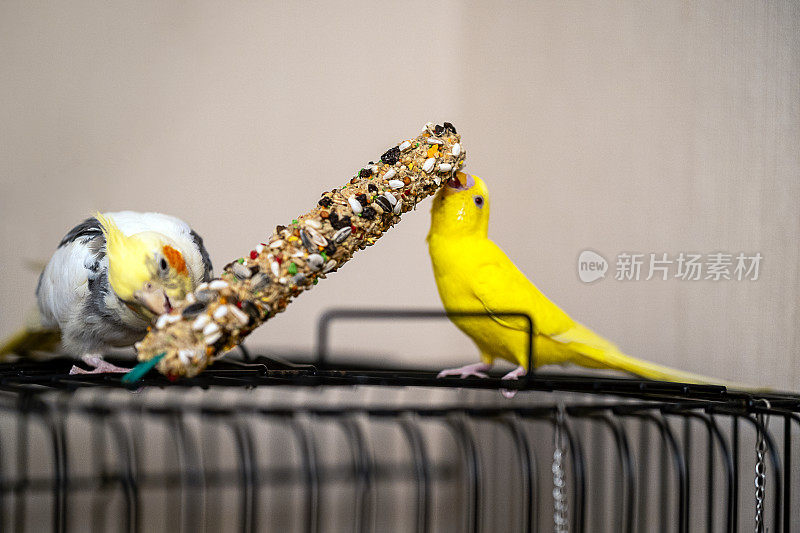 两只家养鹦鹉坐在笼子上啄食树枝上的种子
