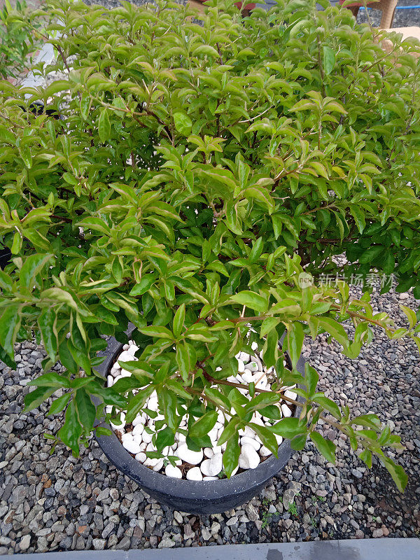 在院子里的花盆里种植装饰品