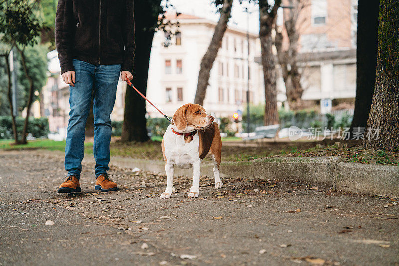 一位宠物主人带着他的狗在城里散步