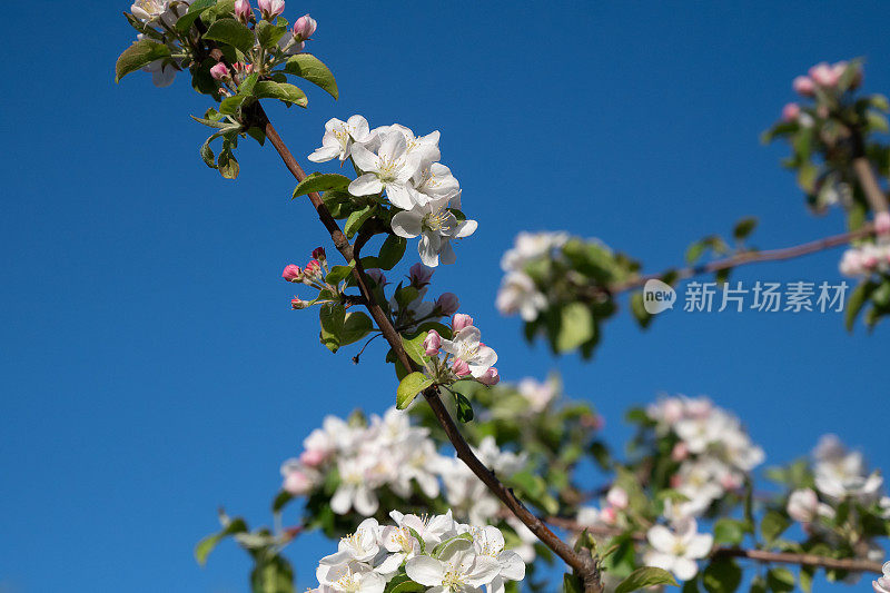 盛开的苹果树枝白花绿叶蓝天背景近距离，美丽的樱花，樱花园，春天的果园，夏天的晴天自然，花卉边框，复制空间