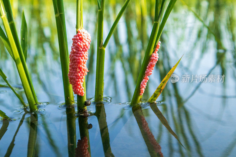 稻田里粘在水稻叶子上的粉红色樱桃蜗牛卵。