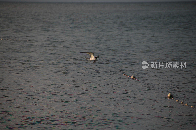 海鸥在波涛的怒吼中低飞