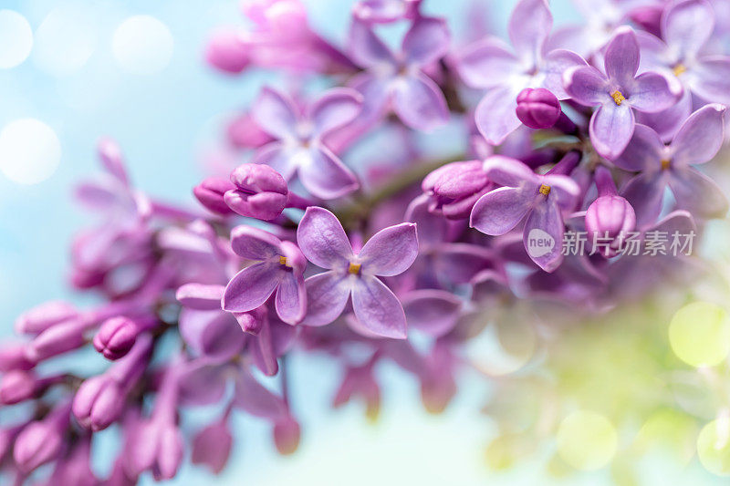 丁香花特写与散景光