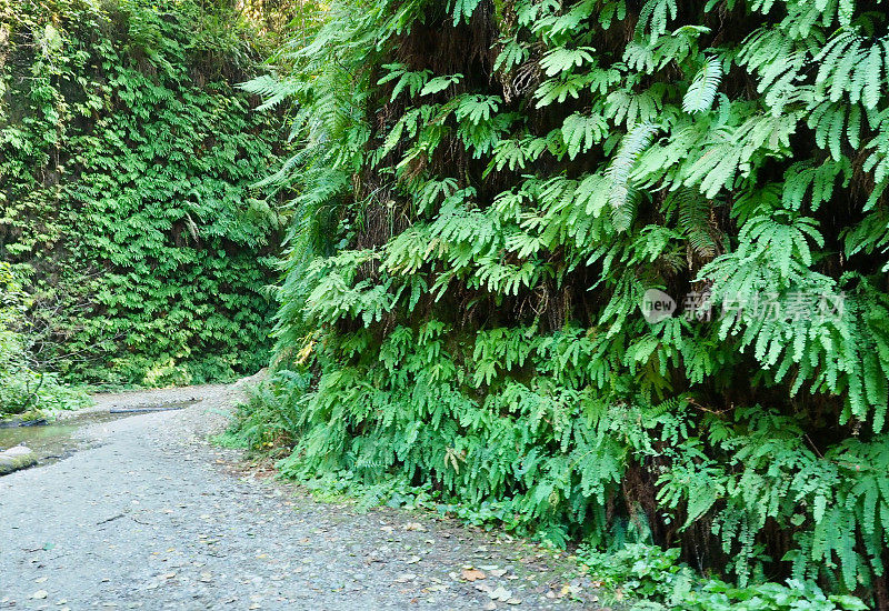 蕨类植物的峡谷