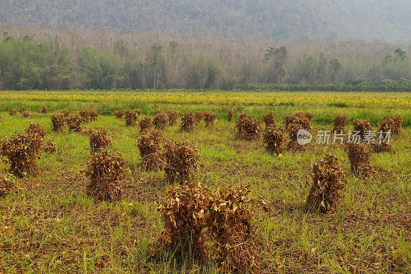 收获后，有机大豆种植园被捆成一堆，准备进入种子分离过程。