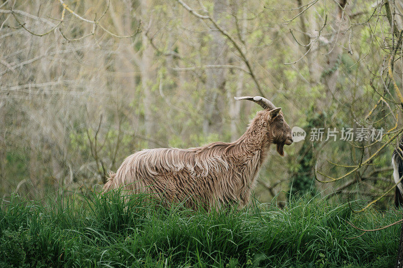 荷兰长白山羊