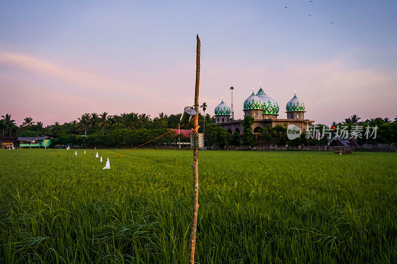 Ricefield