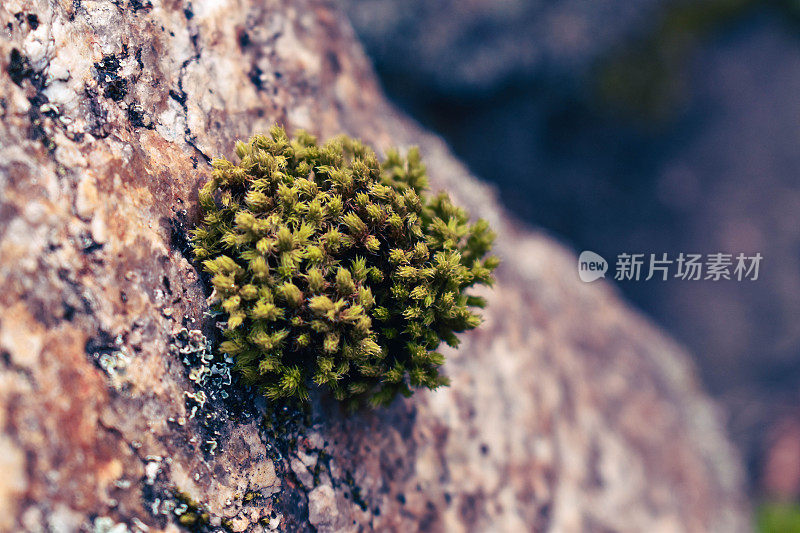 近距离拍摄的格里米亚干岩苔藓在岩石附近的河流在春天在日本京都断裂地区