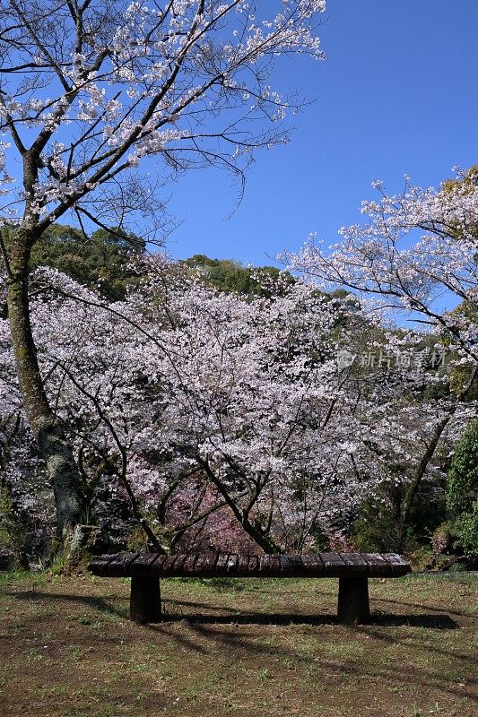 观赏樱花的一山(高知县高知市)